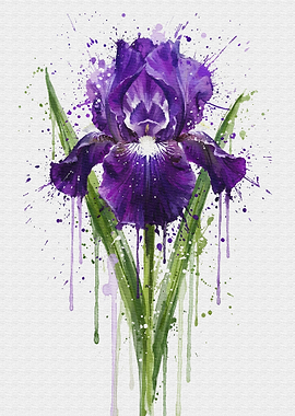 Watercolor Iris Flower Art