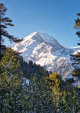 Snowy Mountain Peak Framed by Trees