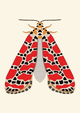 Crimson Speckled Moth Illustration