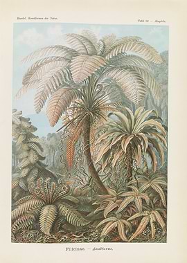 Antique Fern Botanical Illustration