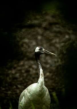 Elegant Crane Portrait in Natural Setting
