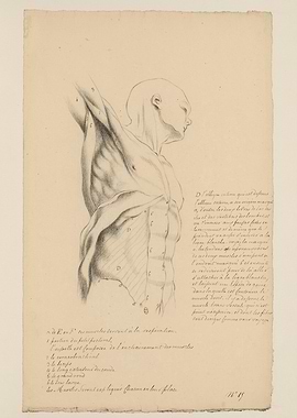 Anatomical Drawing of a Male Torso