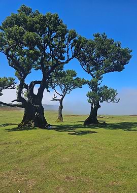 Ancient Trees of Fanal Forest, Madeira