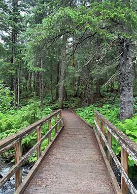 Wooden Bridge in Lush Green Alaska Forest