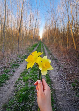 Daffodils in Hand on Forest Path