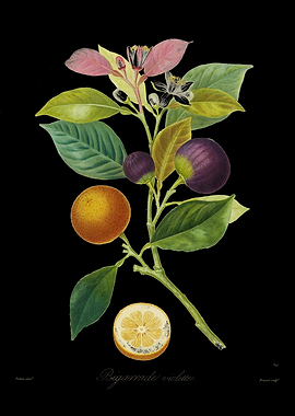 Botanical Illustration of Orange Bigarrade Violette