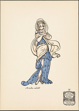 Ariadne sedulit illustration