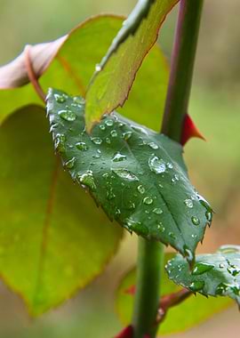 Rose leaves with water droplets