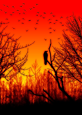 Raven in the Autumn Sunset