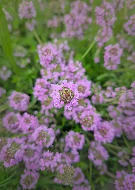 Close-up of blooming purple flowers