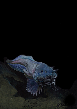 Pseudoliparis snailfish