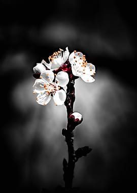 Apricot Blossom Branch in Black and White