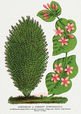 Tartarian Honeysuckle Botanical Illustration