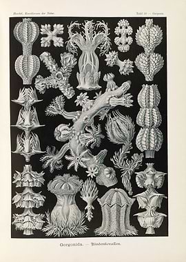 Antique Gorgonida Illustration