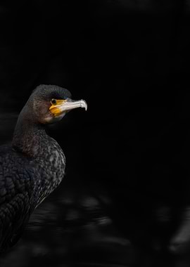 Cormorant Portrait on Black Background