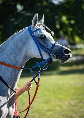 Gray Horse with Blue Bridle