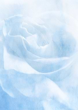 Soft Icy Blue White Rose Close-Up