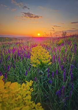 Sunset over a field of flowers