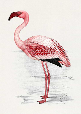 Vintage Flamingo Illustration