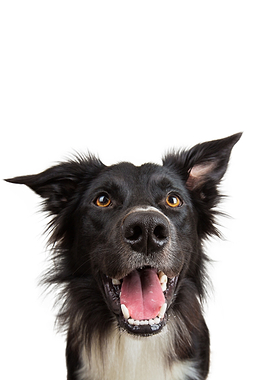 Happy Dog Portrait on White Background
