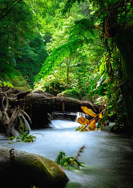 Lush Forest Stream