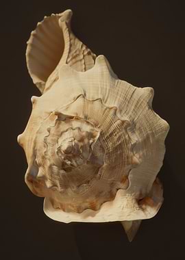 Large Seashell on Dark Background