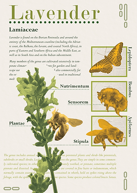 Lavender Botanical Poster – Minimalist Plant Illustration, Modern Nature Wall Art