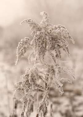 Frosted Plant in Winter Landscape