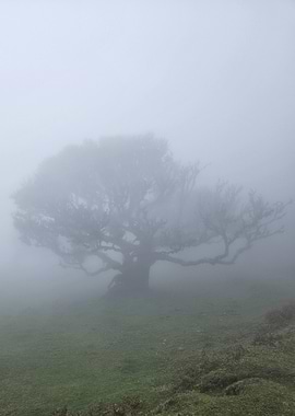 Silent Tree in the Fog – Fanal Forest