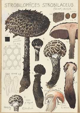 Strobilomyces Strobilaceus Mushroom Botanical Illustration