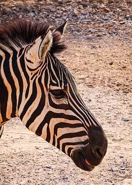 Zebra Portrait Close-Up
