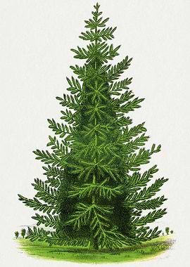 Vintage Illustration of a Fir Tree