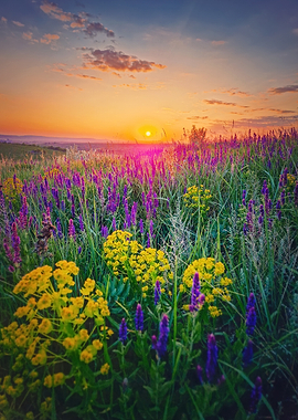 Sunset over a field of flowers