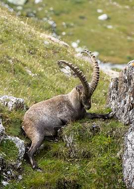 Resting Alpine Ibex on Grassy Slope