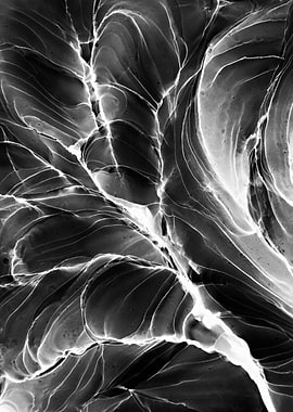 Abstract Black and White Ink