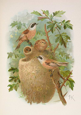 Penduline Tit Bird Family Illustration
