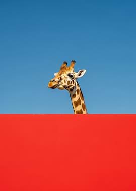 Giraffe Portrait with Red and Blue