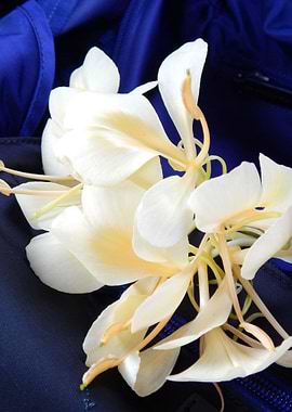 Nature White Ginger Lily on man made Blue Fabric
