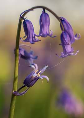 Bluebell Flowers Close-Up