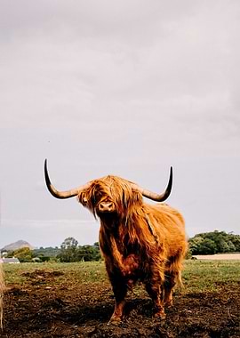 Highland Cow Portrait in Field