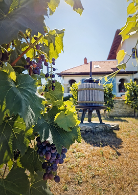 Vineyard with Grapes and Wine Press