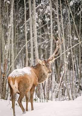 Deer in Snowy Winter Forest