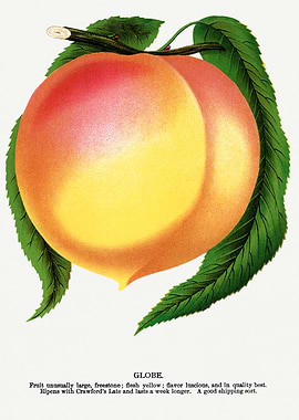 Vintage Peach Illustration