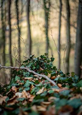 Forest floor with ivy and leaves