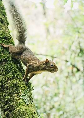 Squirrel on mossy tree trunk