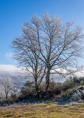Winter Trees Against Blue Sky