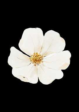 Watercolor White Flower on Black Background