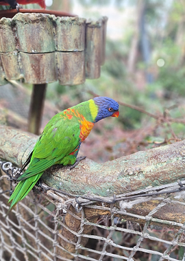 Colorful Lorikeet Perched on Branch