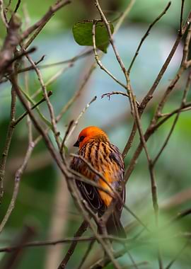 Orange Bird Perched on Branch