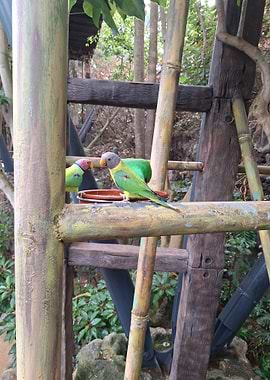Two Plum-headed Parakeets on Wooden Structure